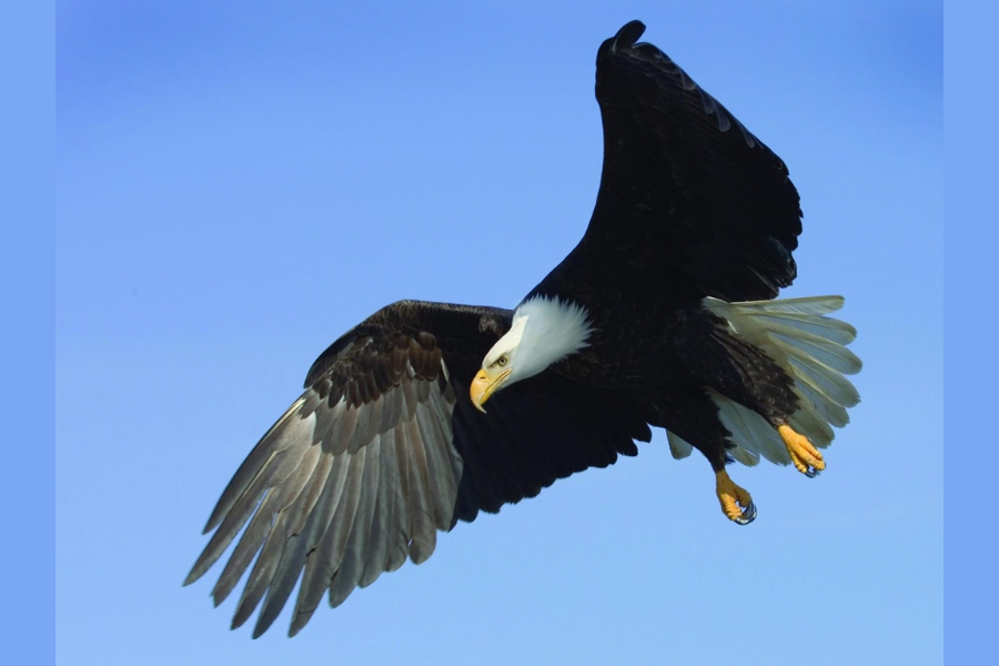 type of bird hancock