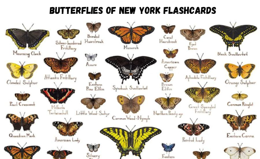 butterflies of new york flashcards