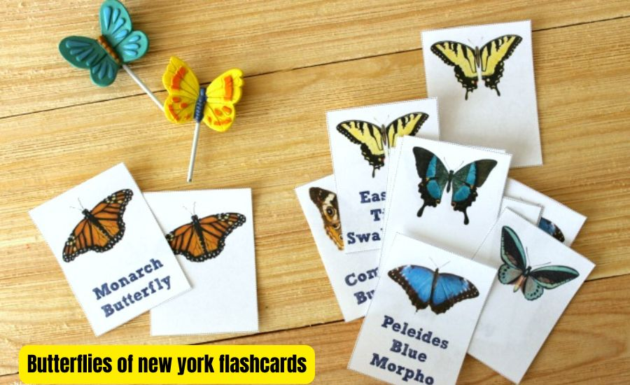 Why Use Butterflies Of New York Flashcards For Learning?