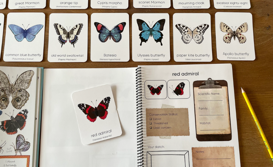 Using Butterflies Of New York Flashcards to Explore Nature