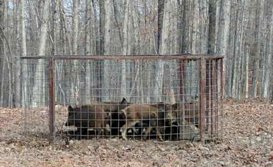 Key Considerations When Buying A Hog Trap